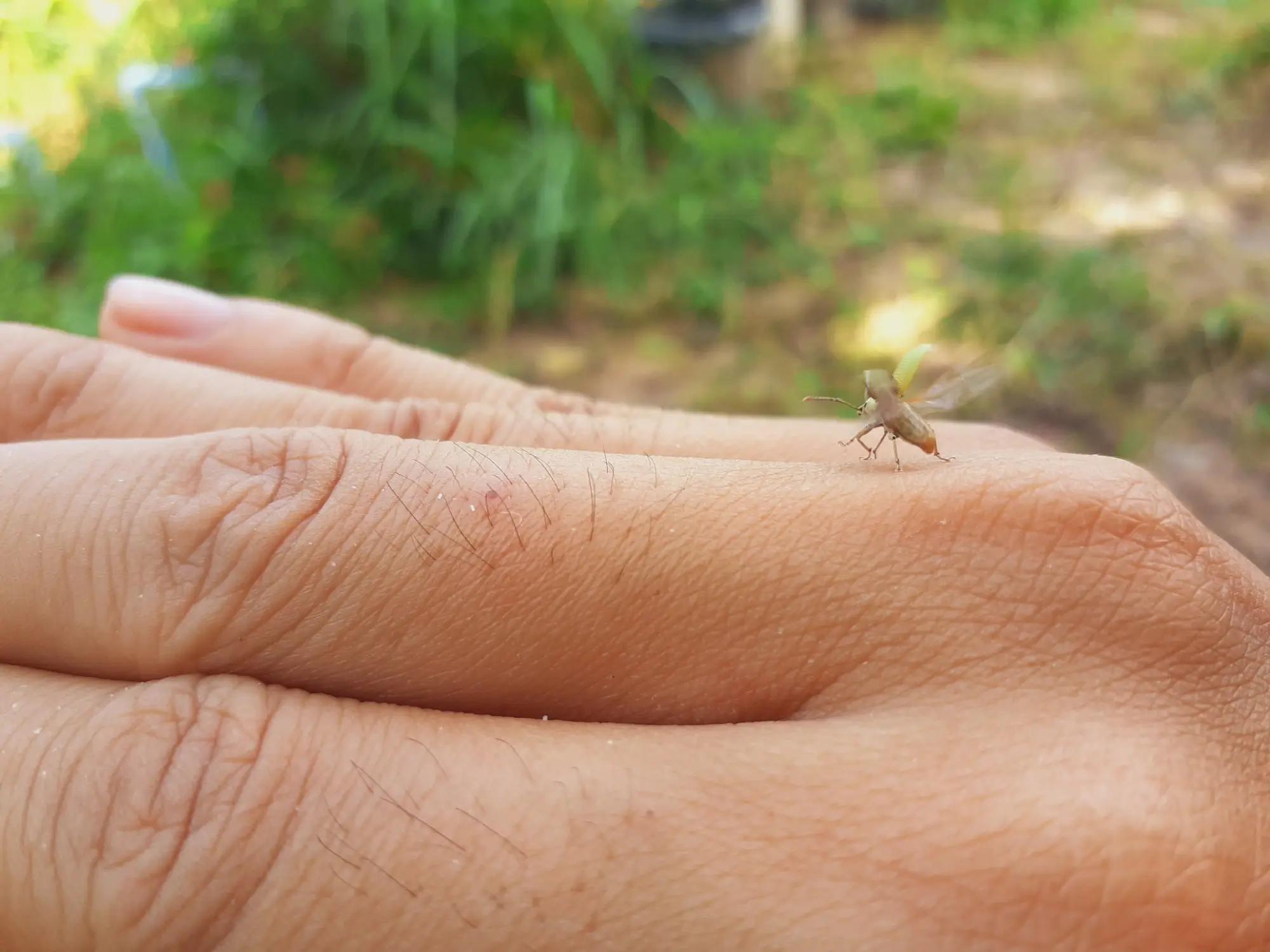 Na komára na Islandu zatím asi nenarazíte, ale i jiné druhy hmyzu koušou