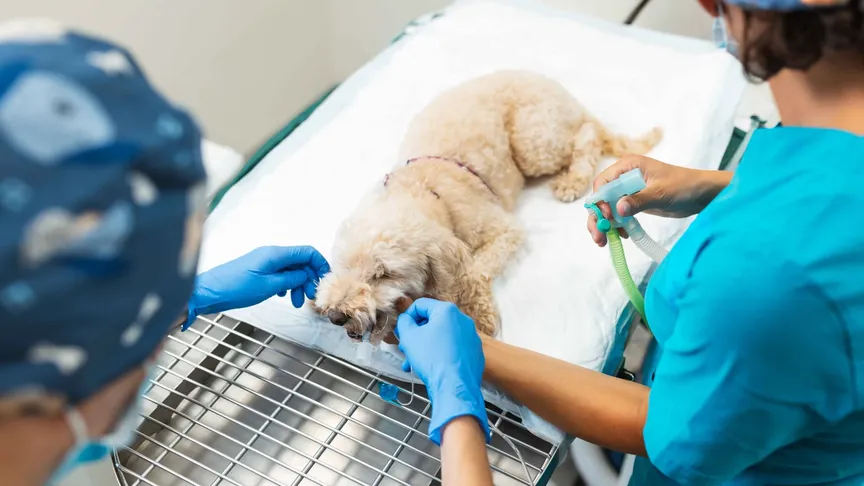 Veterinářská péče