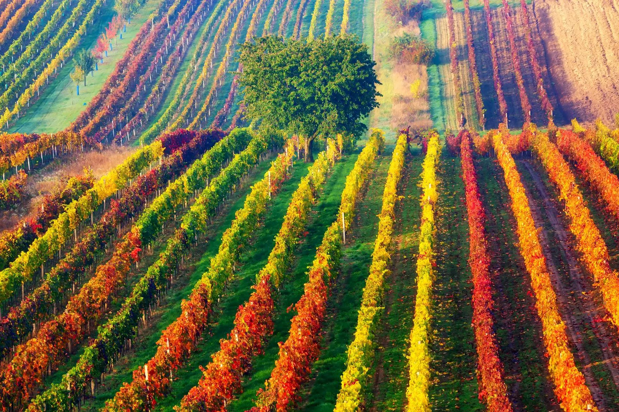 do podzimních barev zbarvené vinohrady na Moravském Toskánsku 