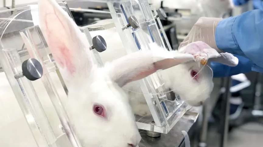 Králíci v laboratoři, kde se na nich provádějí testy