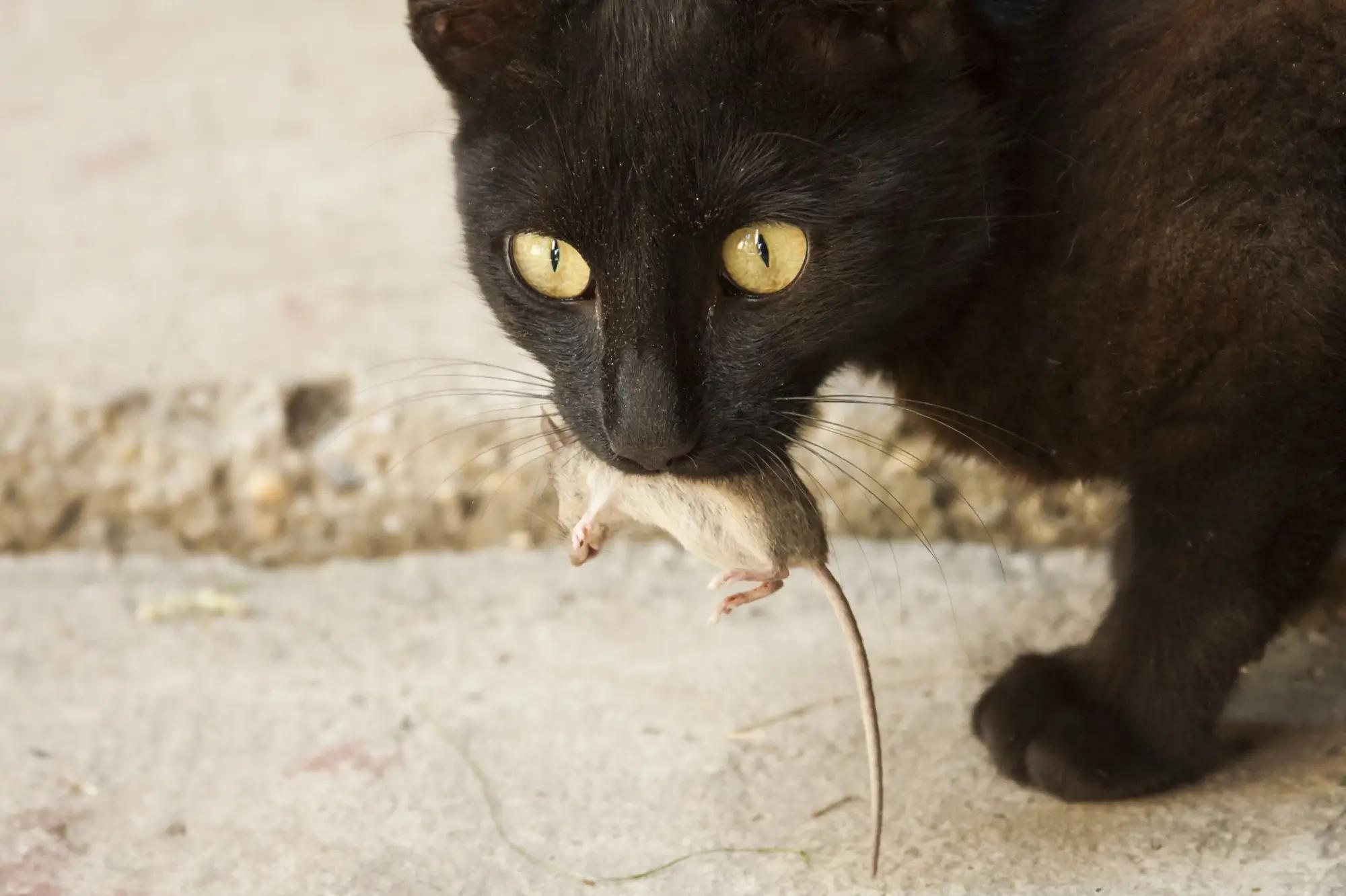 Kočičí úlovek se změnil v předmět vědeckého výzkumu.