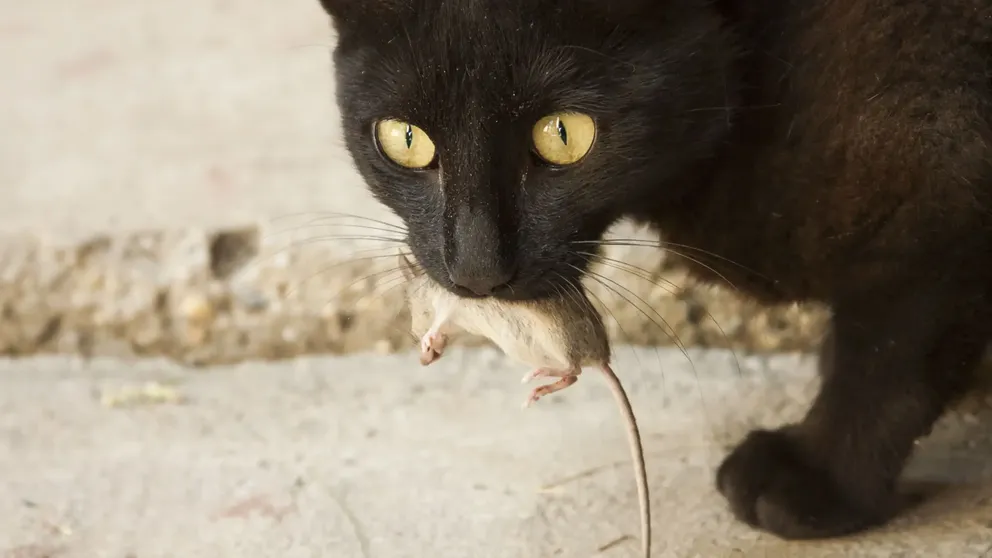 Kočičí úlovek se změnil v předmět vědeckého výzkumu.