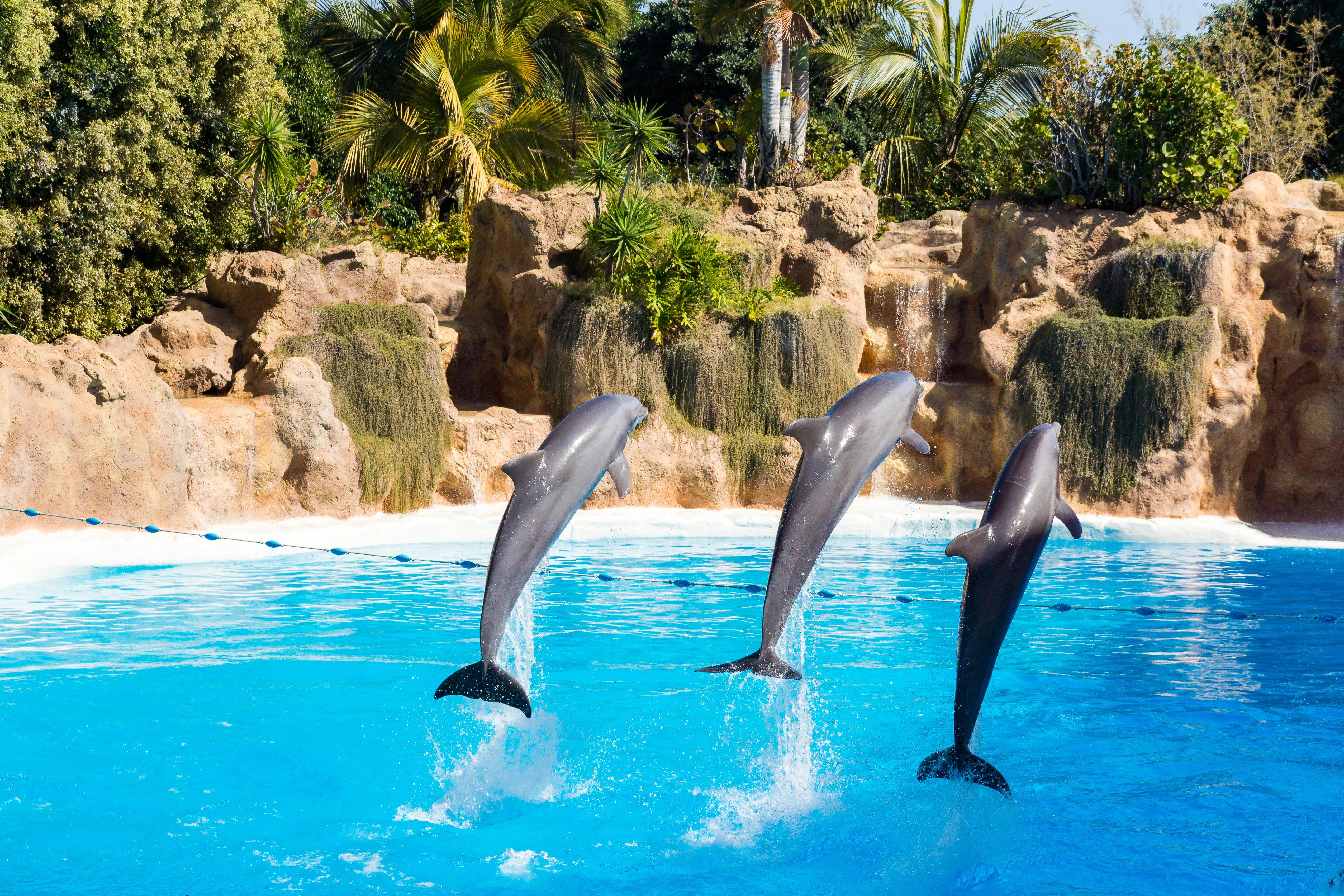 Tři delfíni ve skoku ve vodě v ZOO Loro Parque na Tenerife.