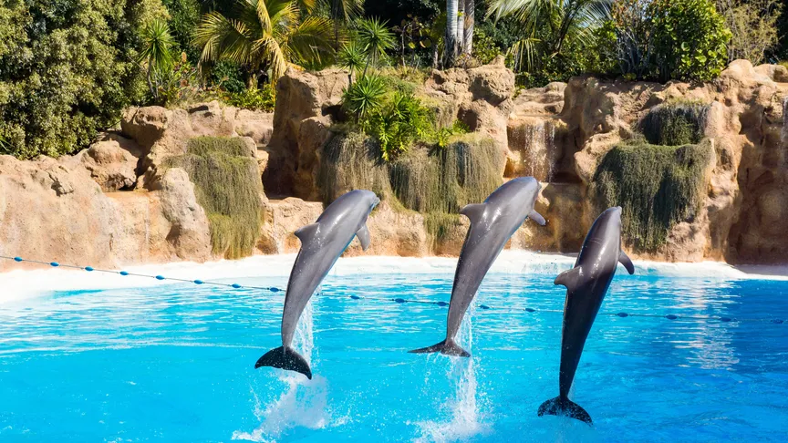 Tři delfíni ve skoku ve vodě v ZOO Loro Parque na Tenerife.