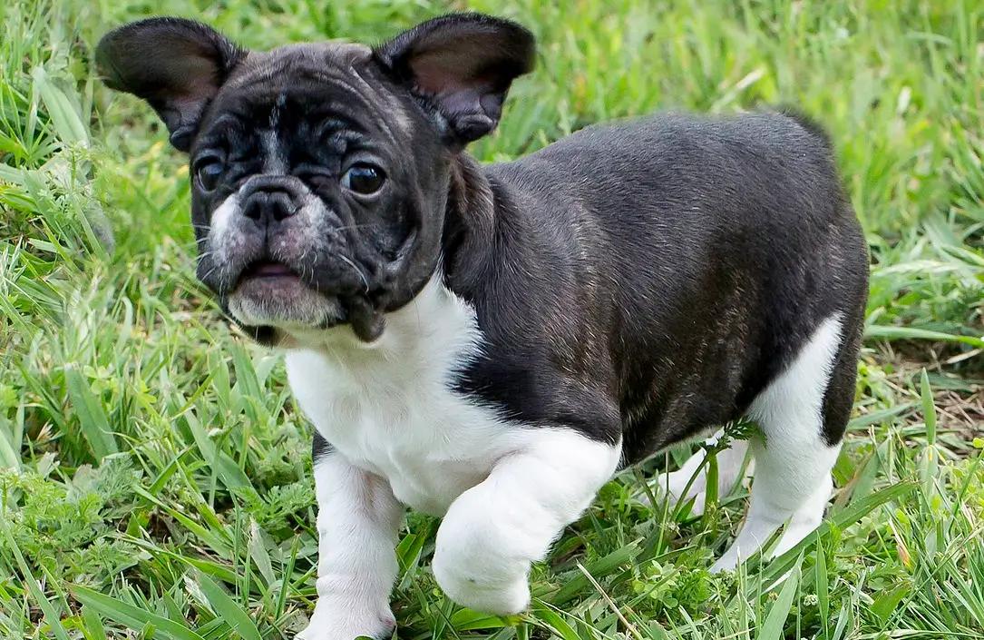 Francouzský buldoček