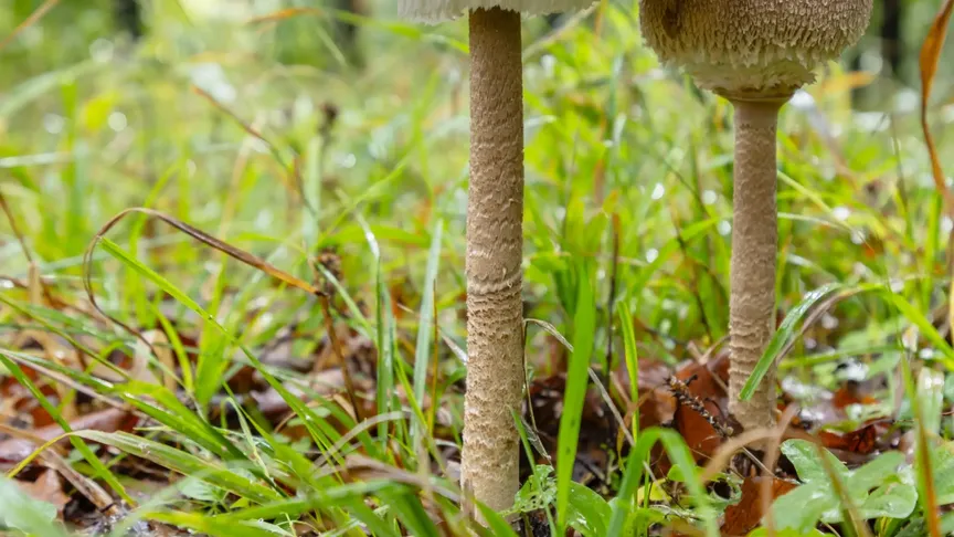 Na obrázku je bedle vysoká. Záběr zblízka na ni, vidět jsou také stébla trávy a stromy v pozadí.
