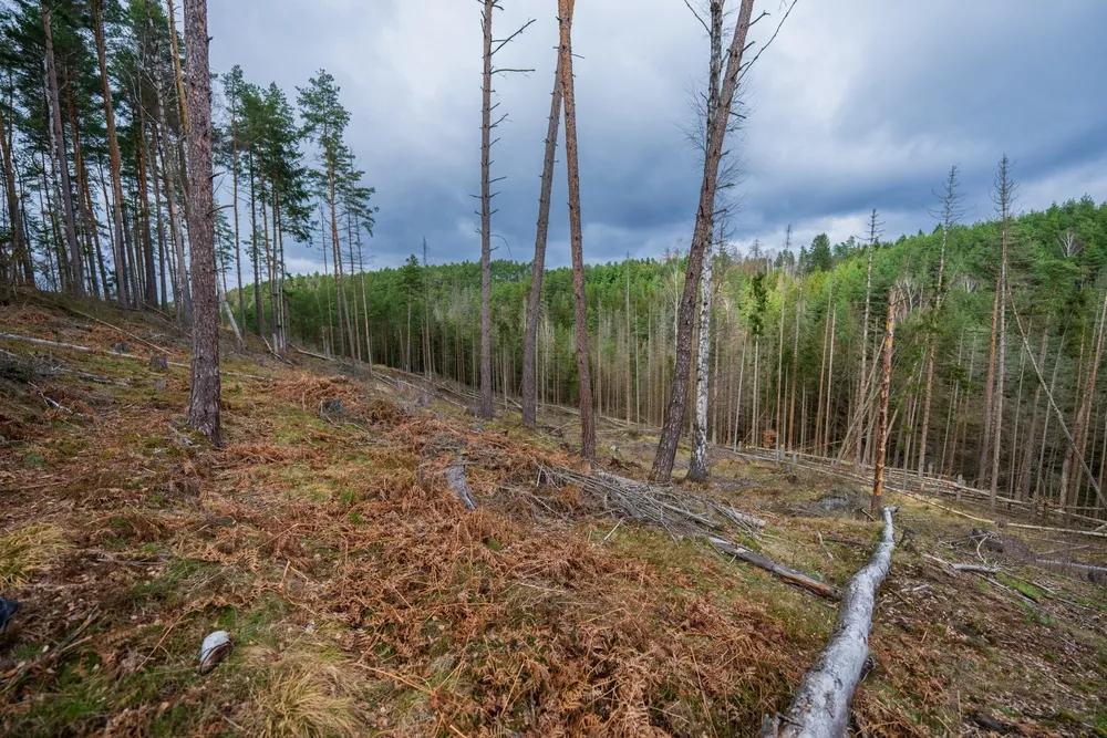 suchá planina v lese