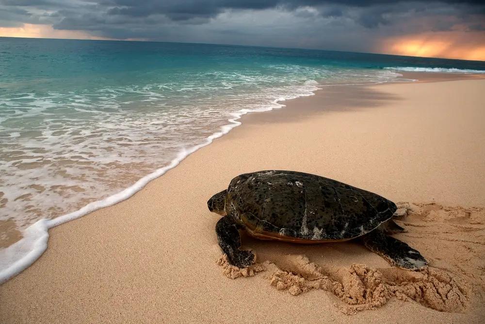 Pláž v Ománu s mořskými želvami
