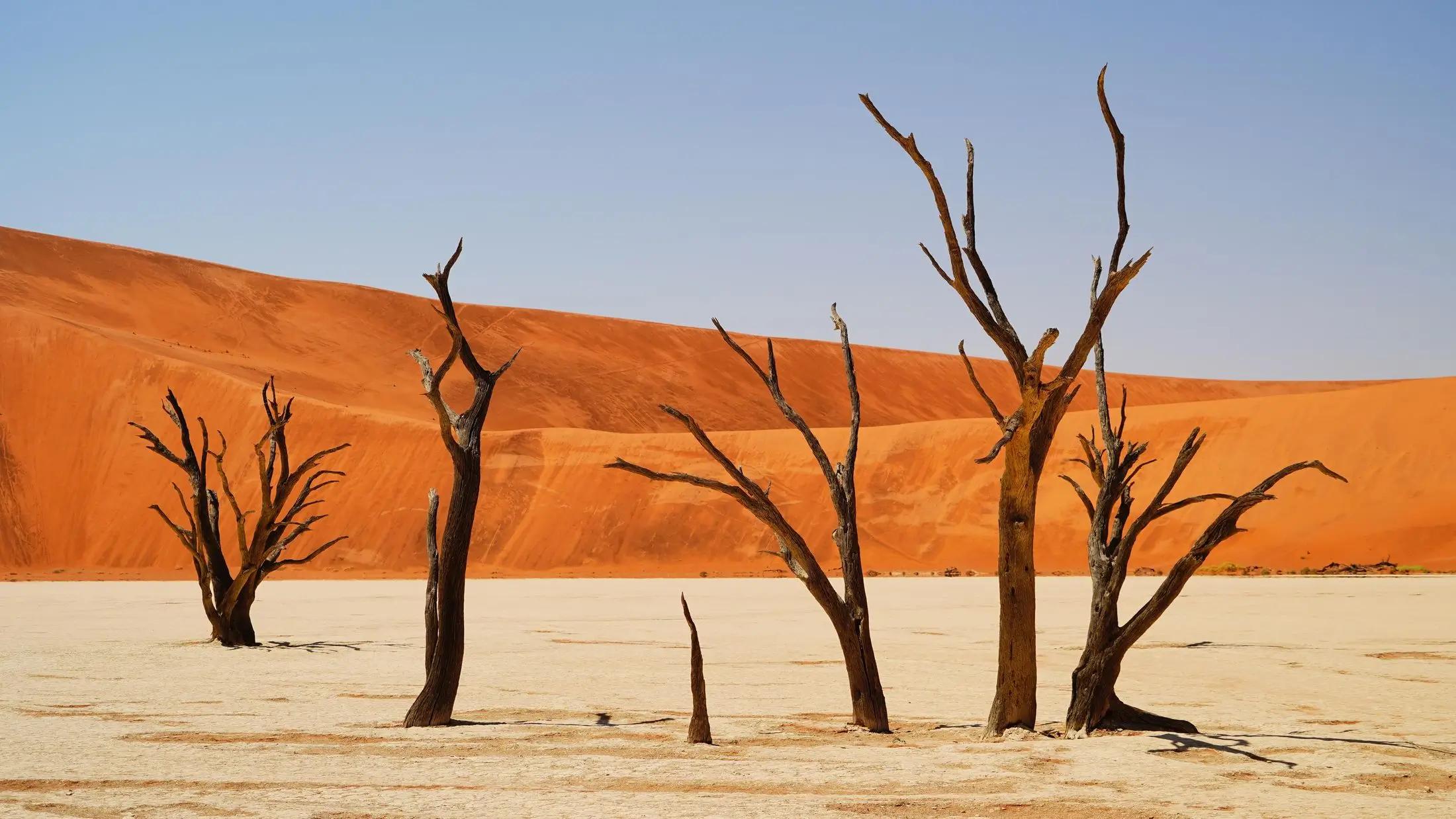 Údolí Deadvlei v Namibii