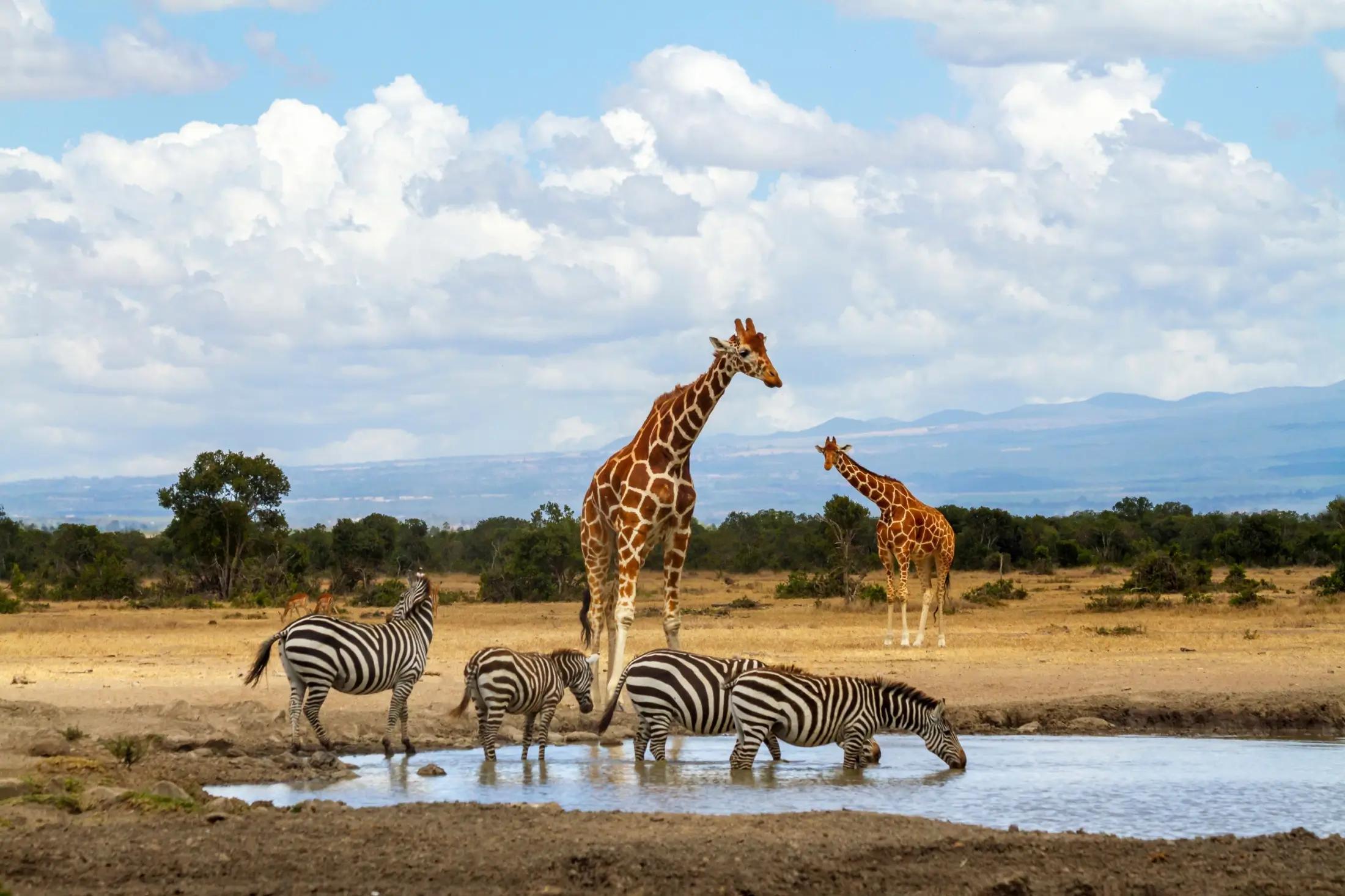 Fotka savany v Keni. U jezírka je menší stádo zeber a dvě žiravy.