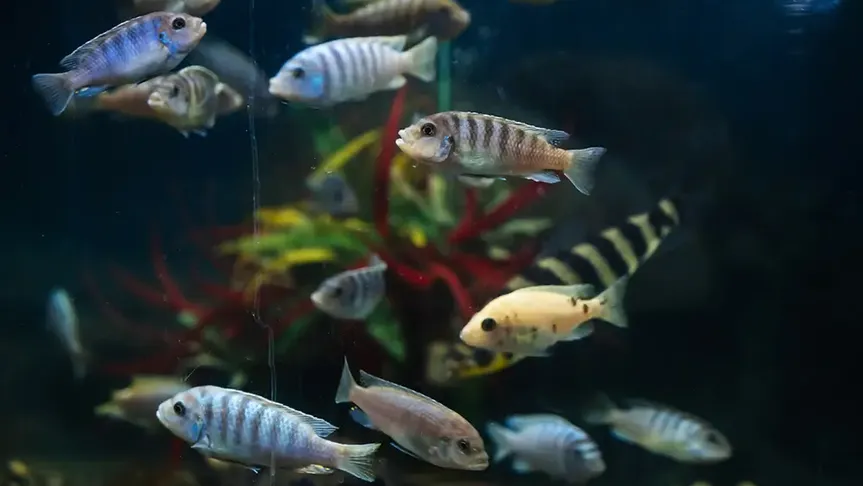 ryby v akváriu