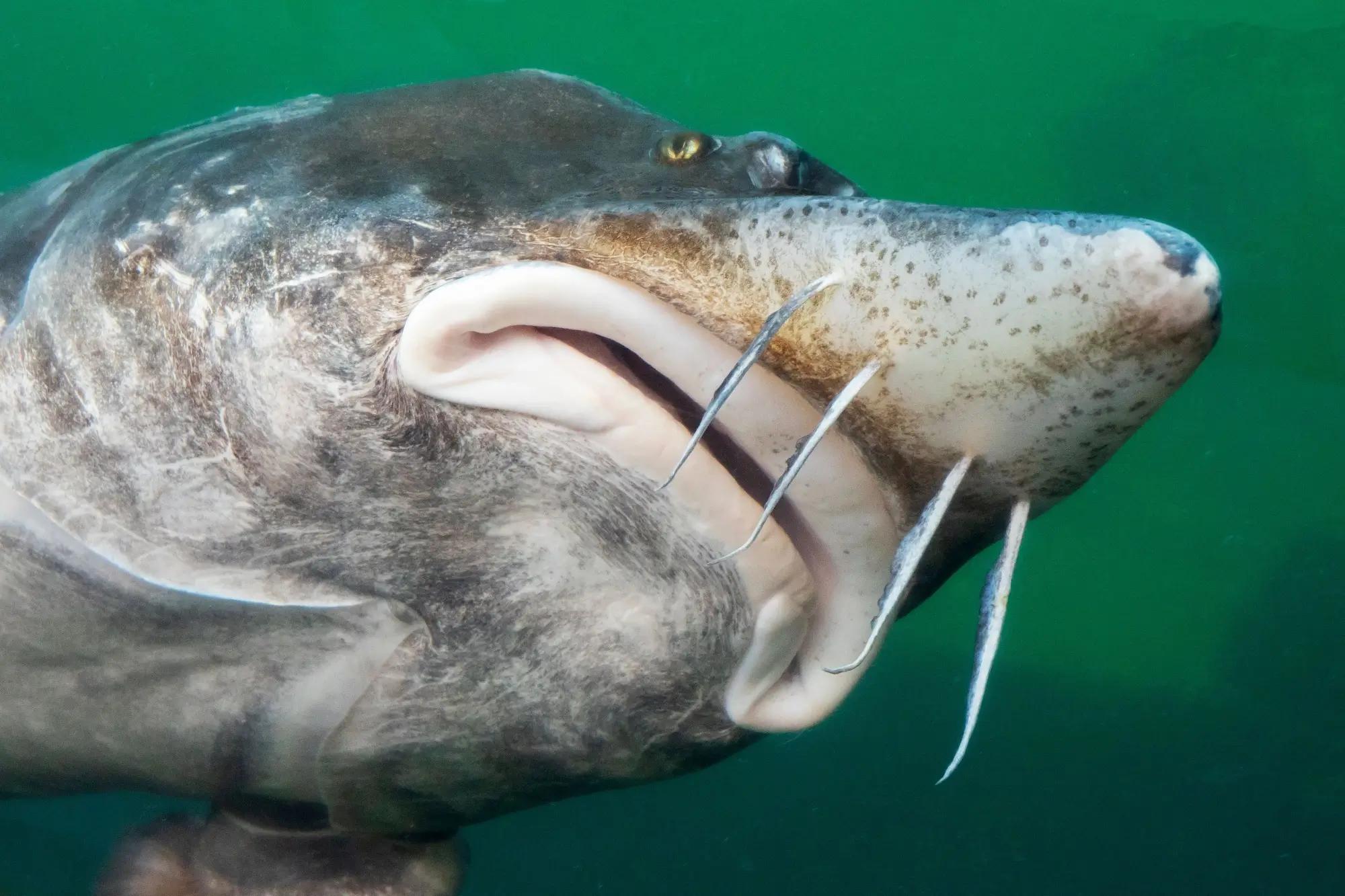 Jeseter velký, detail hlavy