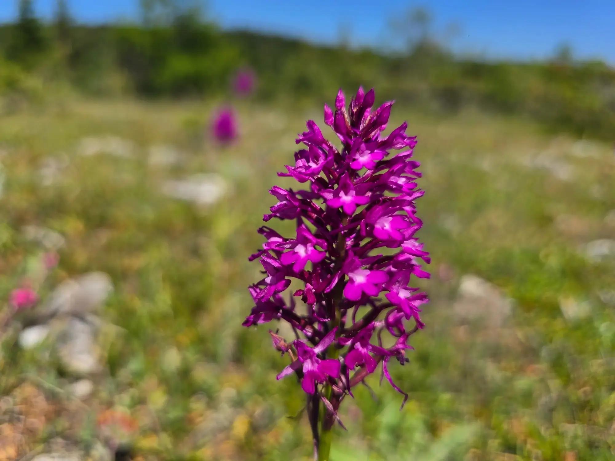 Detail květu divoké orchideje
