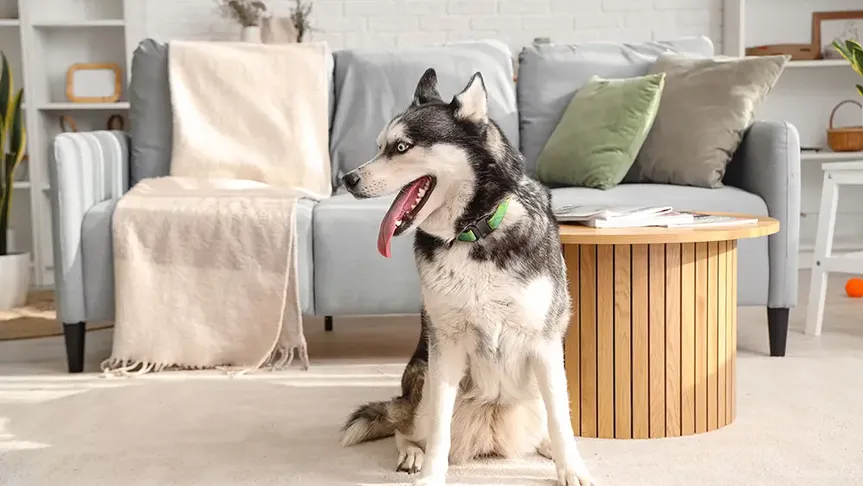 Pes Husky
