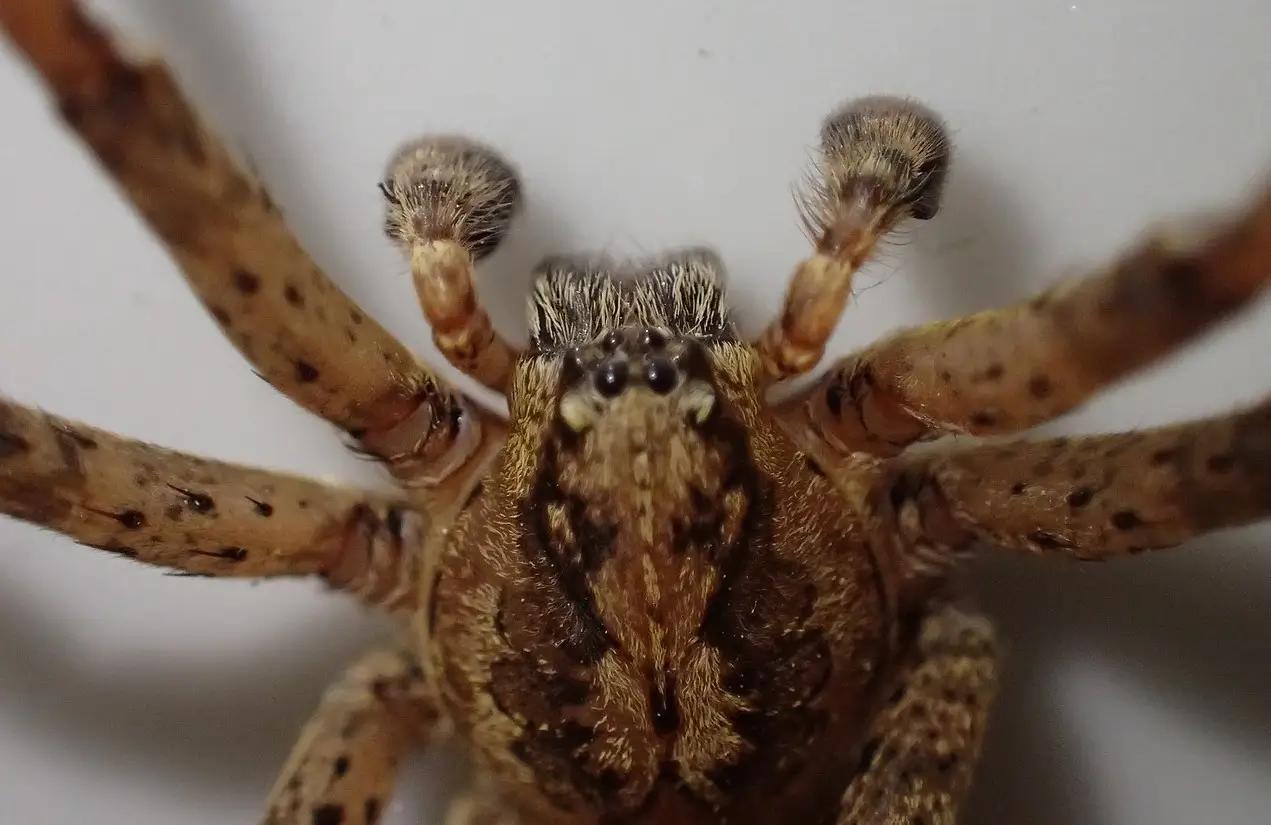 Pazora slíďákovitá