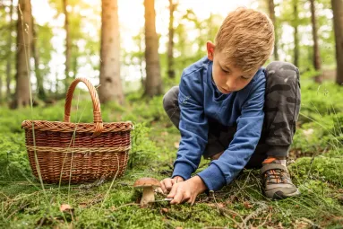 Po propršeném víkendu nastává správný čas vyrazit do lesa s košíkem!