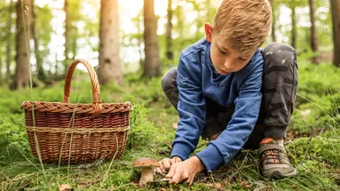 Po propršeném víkendu nastává správný čas vyrazit do lesa s košíkem!