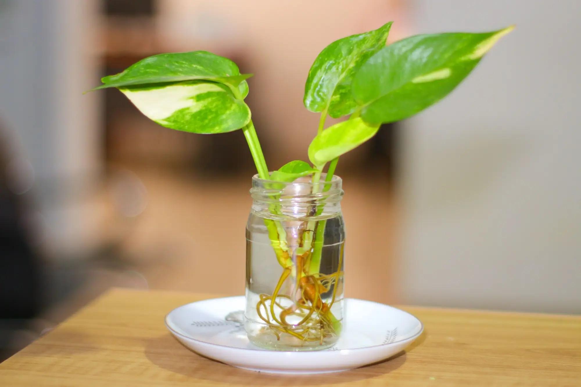 Pothos najdeme téměř v každé kanceláři. Zdroj: shutterstock.com