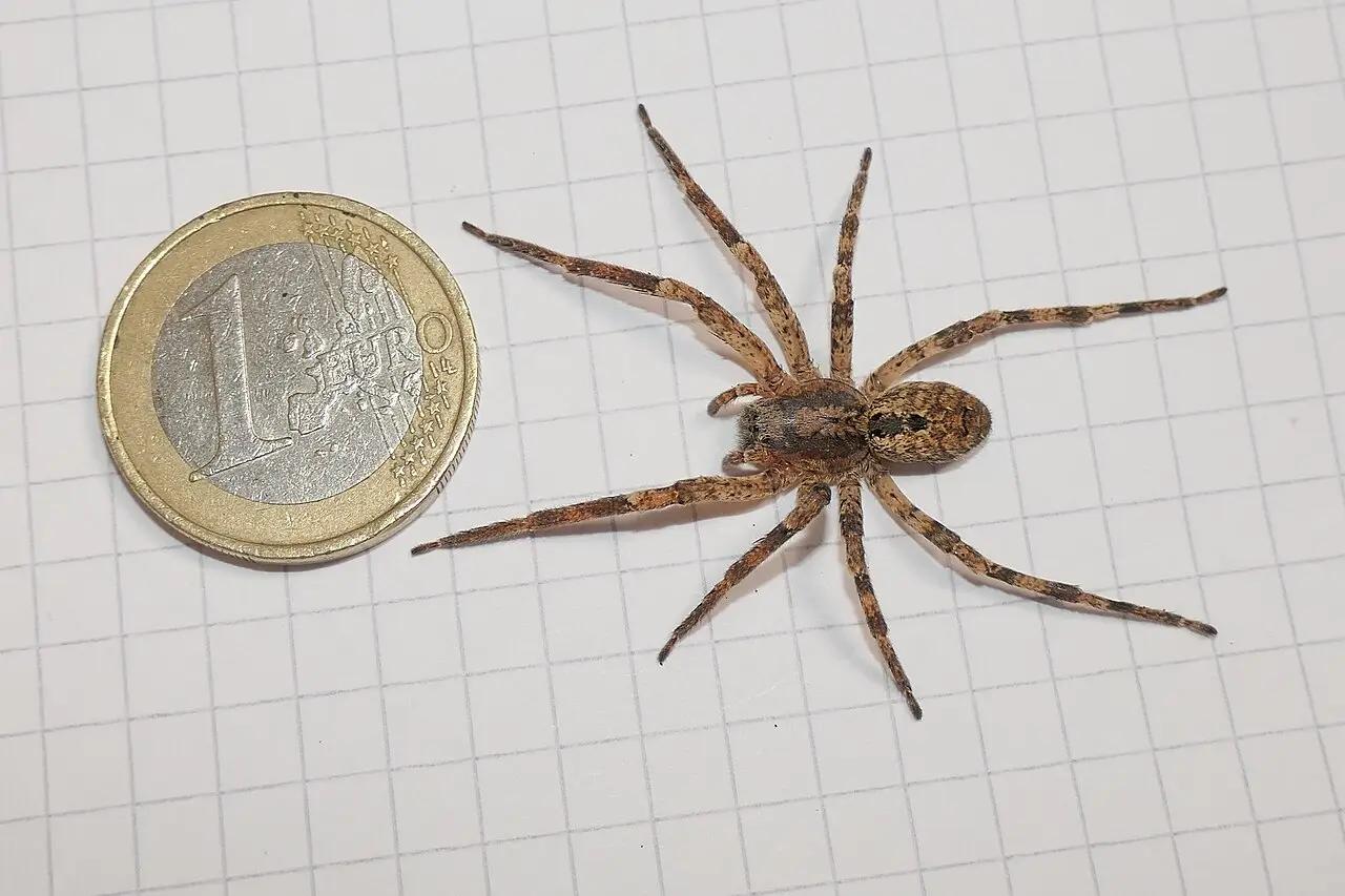 Pazora slíďákovitá