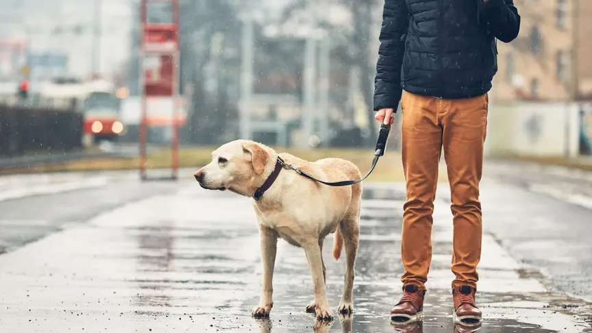 muž se psem v dešti