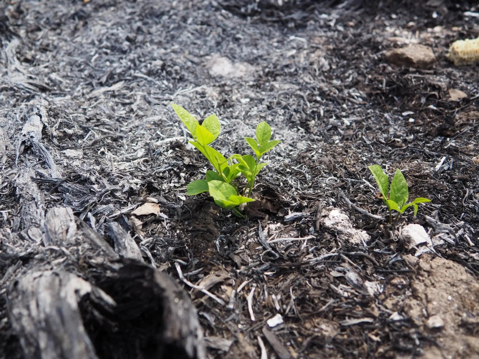 zelené rostliny na požárem zničeném místě