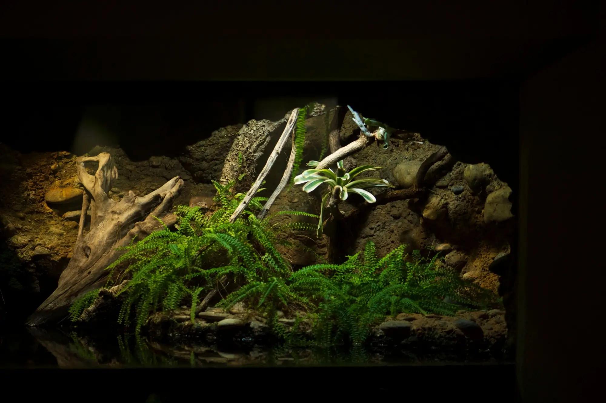 Prázdné zvířecí terárium