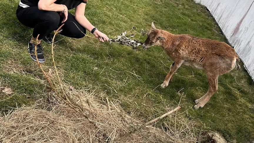 Atrakcí je i tato Muflonka.