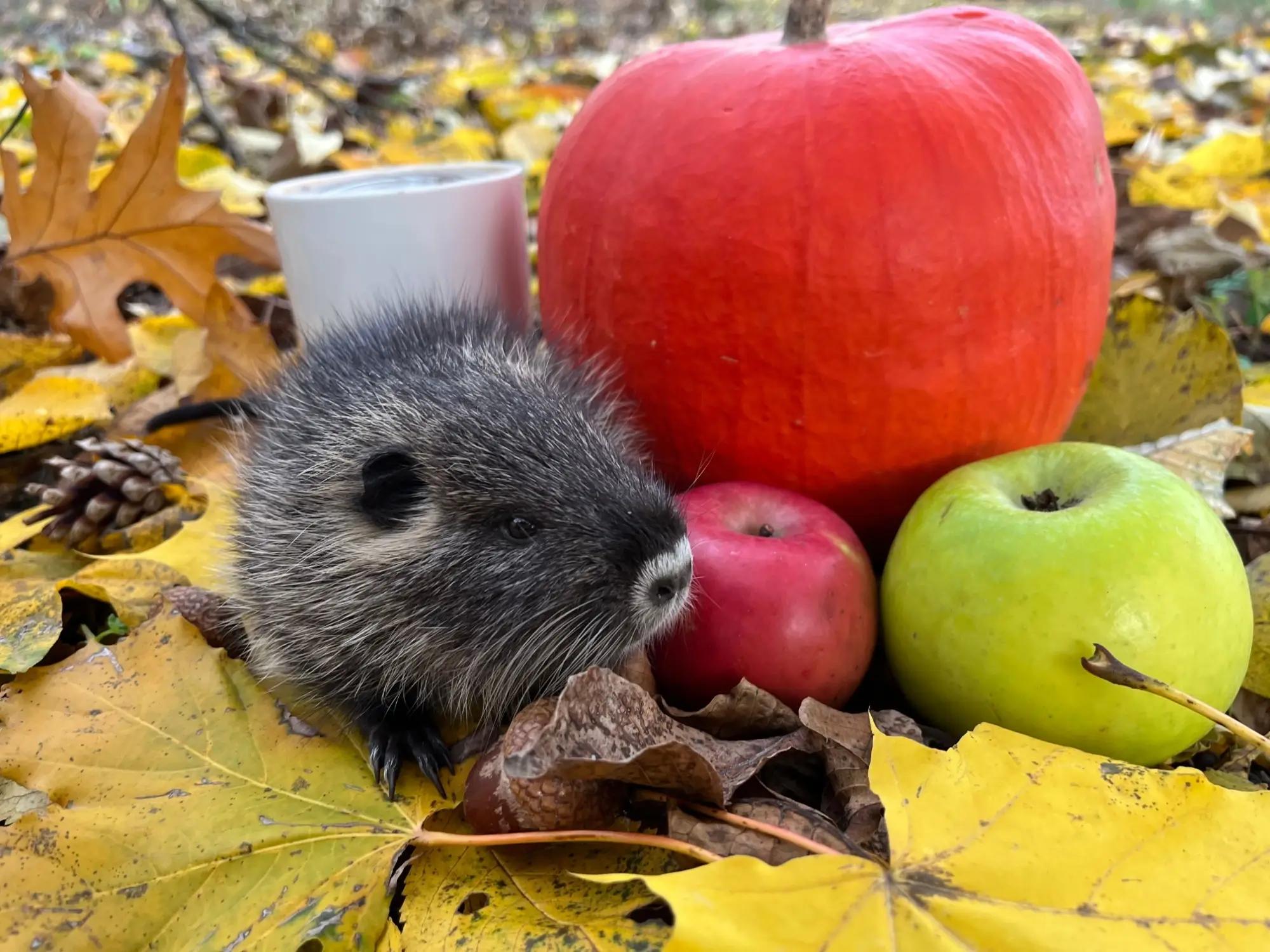Mládě nutrie a podzimní dekorace