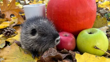 Mládě nutrie a podzimní dekorace