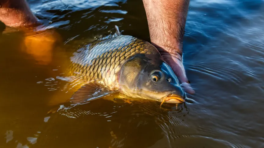 Pro vánoční trh se loví mladé kusy. / Zdroj: Shutterstock