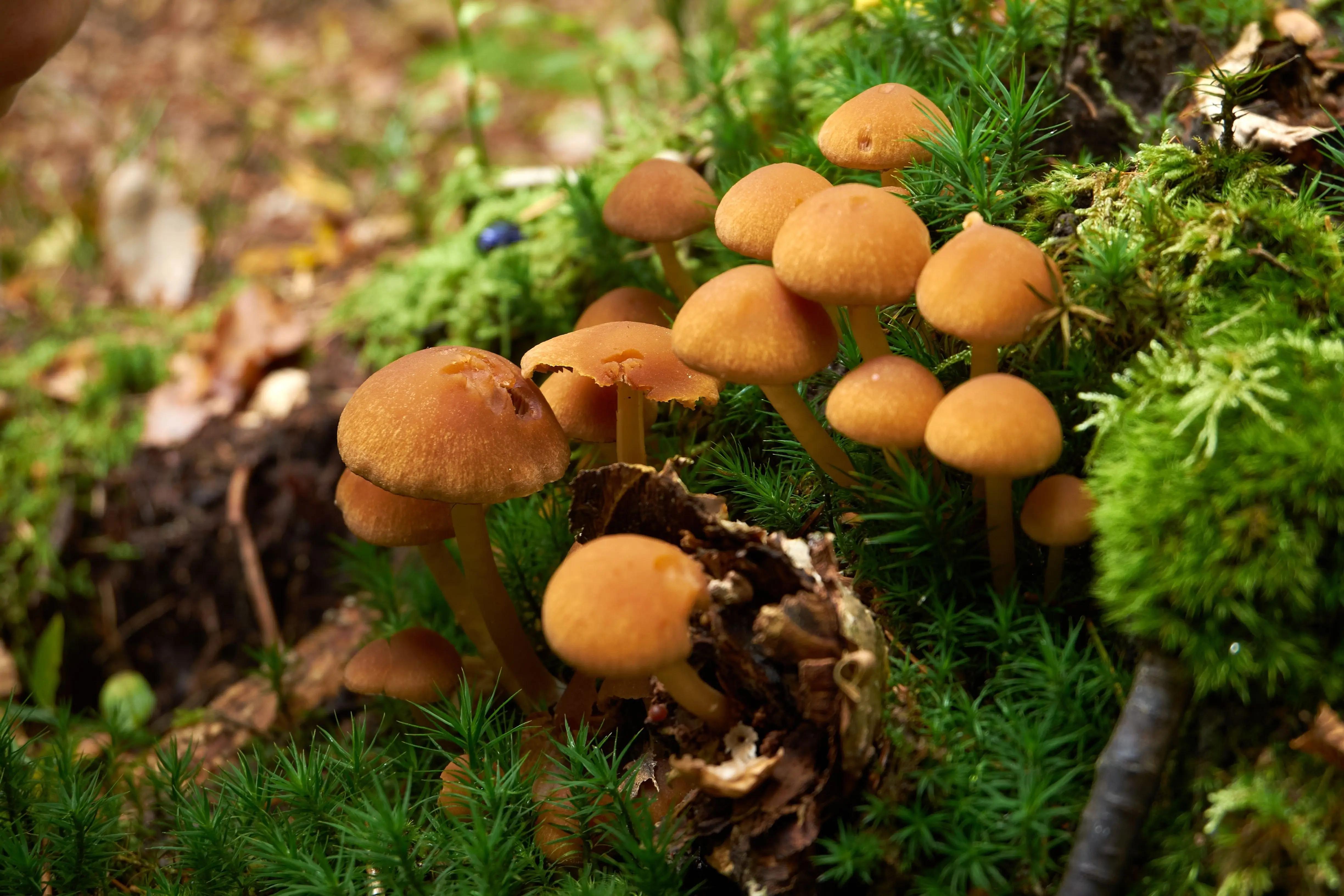 Opeňka měnlivá v lese