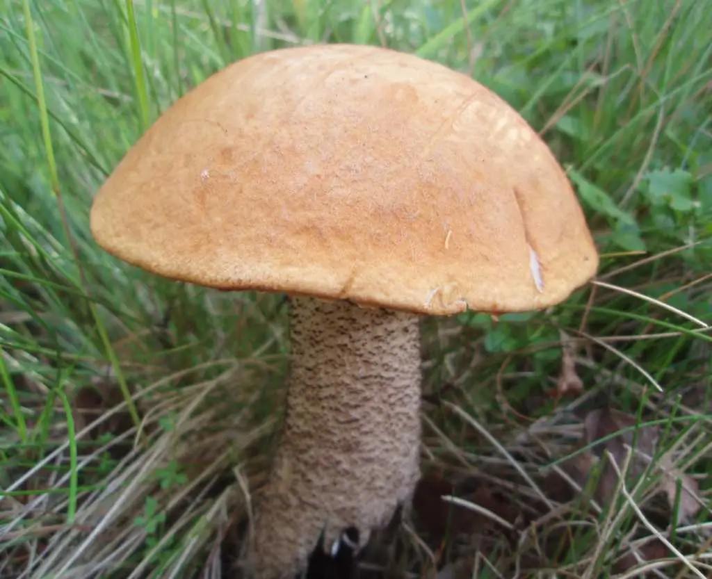 Křemenáč březový