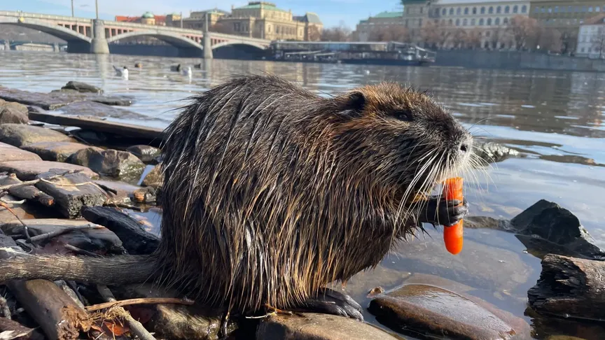 nutrie na břehu Vltavy v Praze se krmí mrkví