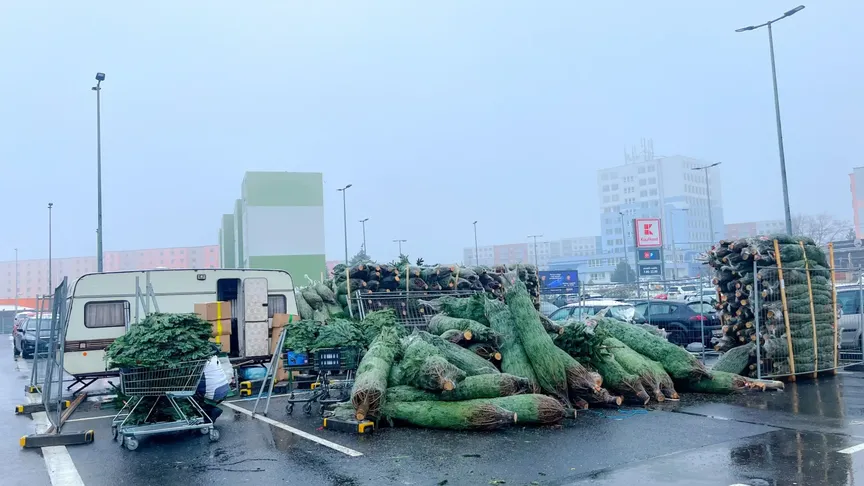 Prodej stromků na deštěm promáčeném parkovišti v Teplicích