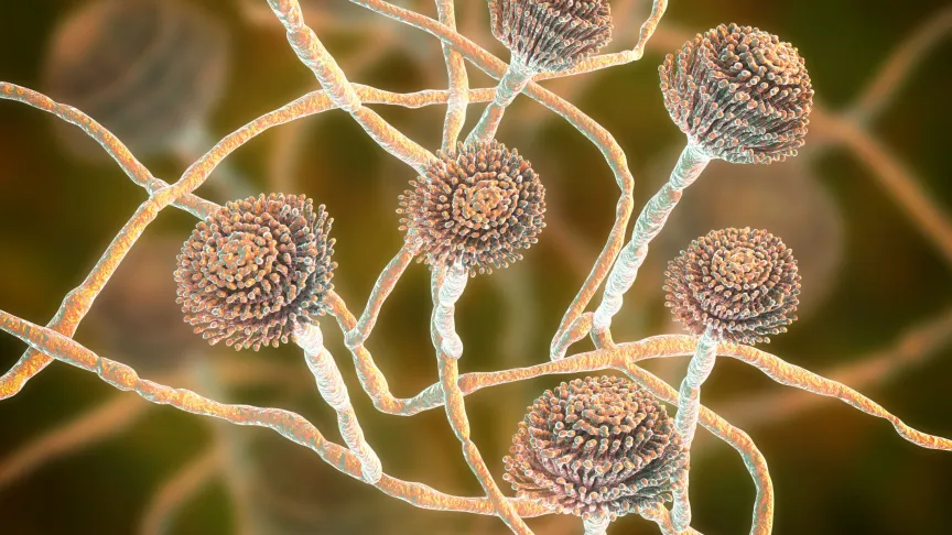 Jedním z největších problémů je, že léčba infekcí způsobených houbami jako Aspergillus je stále velmi komplikovaná.