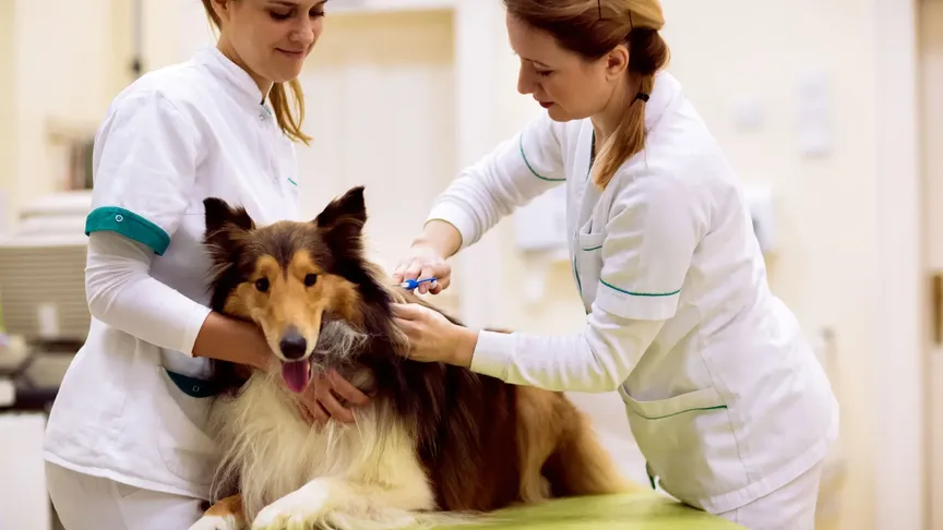 Na obrázku je větší hnědý pes, který leží na zelém stole ve veterinární ordinaci. Z každé strany má jednu veterinářku nebo sestru. První ho přidržuje a druhá ho čipuje.