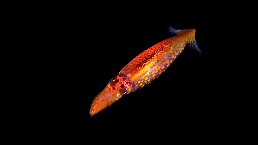 Červená létající oliheň / Zdroj: Shutterstock