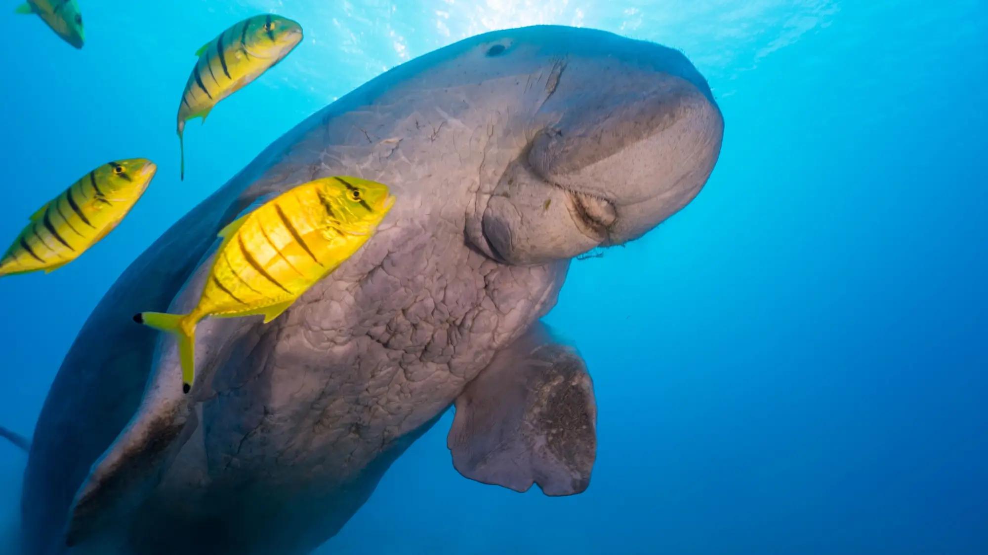 Dugong stoupající na hladinu