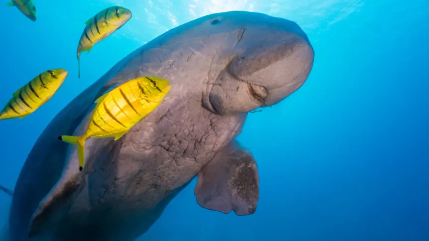 Dugong stoupající na hladinu