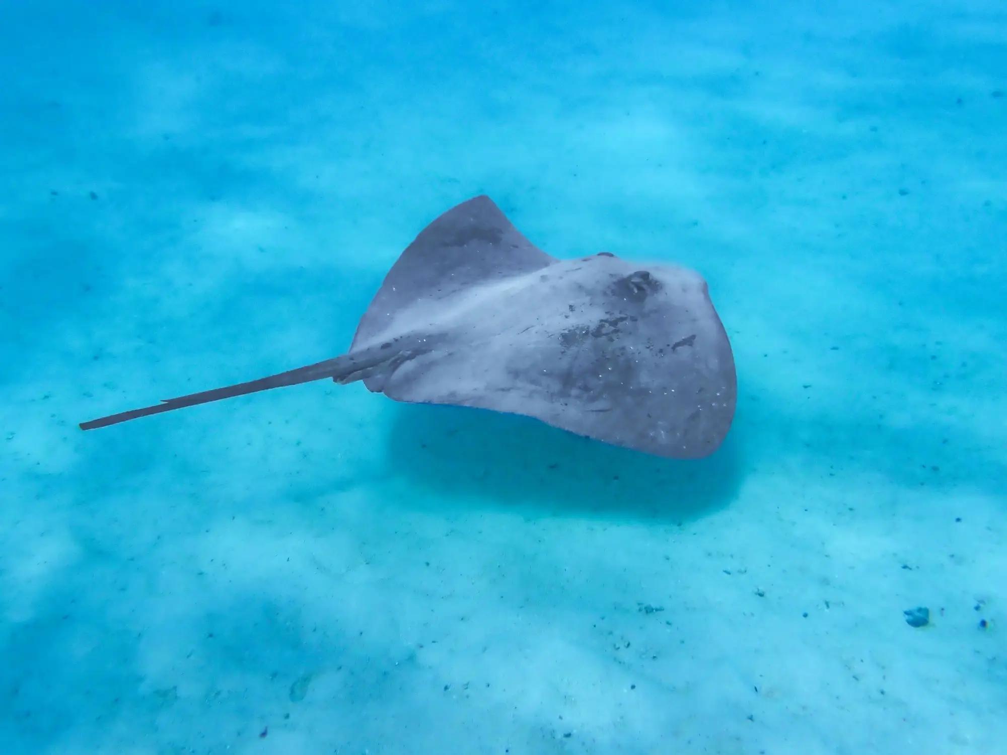 Rejnok na mořském dně