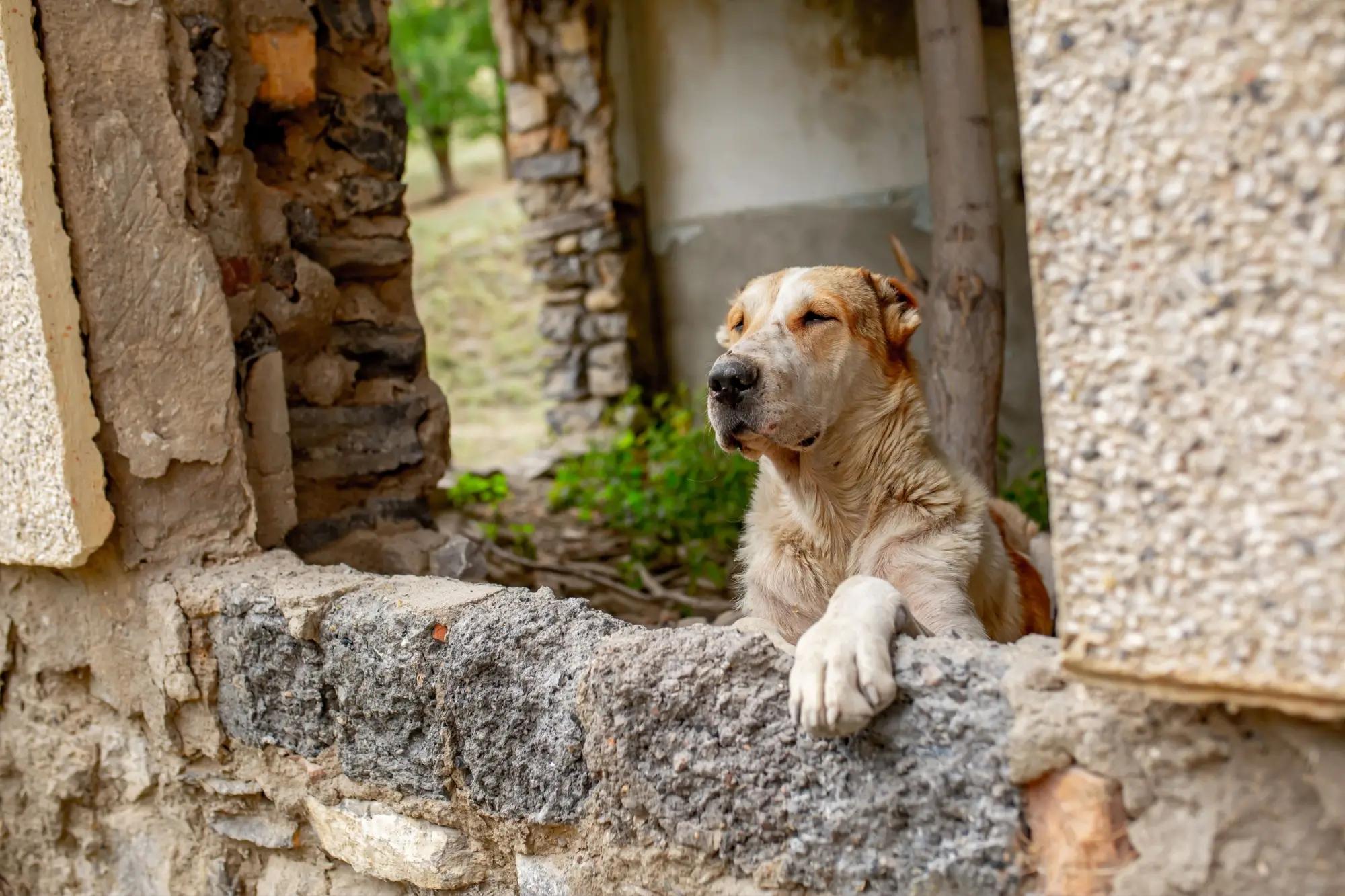 Pes v ruinách budovy