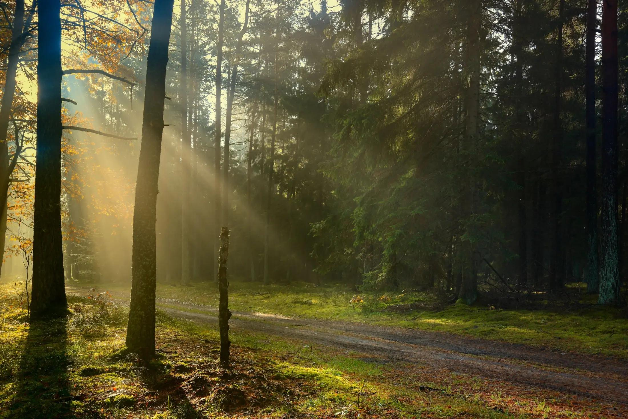 Les s menší lesní cestou. Vidět jdou zelené stromy, skrz které zleva do středu obrázku prosvítají paprsky Slunce.