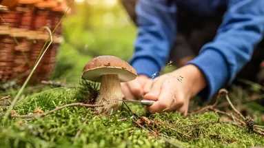 Mladý člověk, nevíme jestli žena, nebo muž, klečí na zemi, v ruce drží nůž a chystá se odříznout houbu. Nalevo jde vidět pletený košík.
