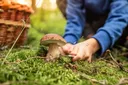 Mladý člověk, nevíme jestli žena, nebo muž, klečí na zemi, v ruce drží nůž a chystá se odříznout houbu. Nalevo jde vidět pletený košík.