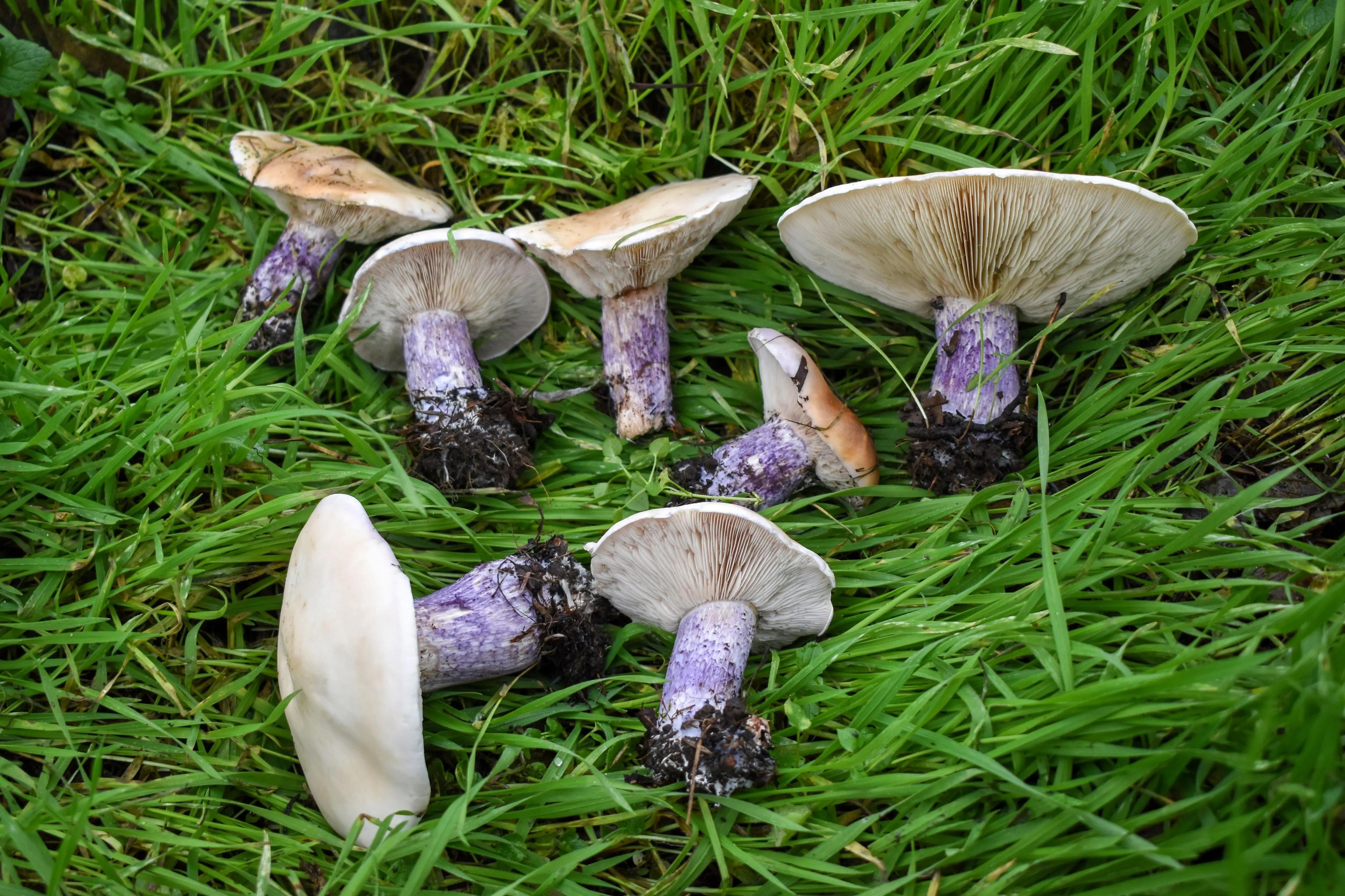 Čirůvky dvoubarevné v trávě 