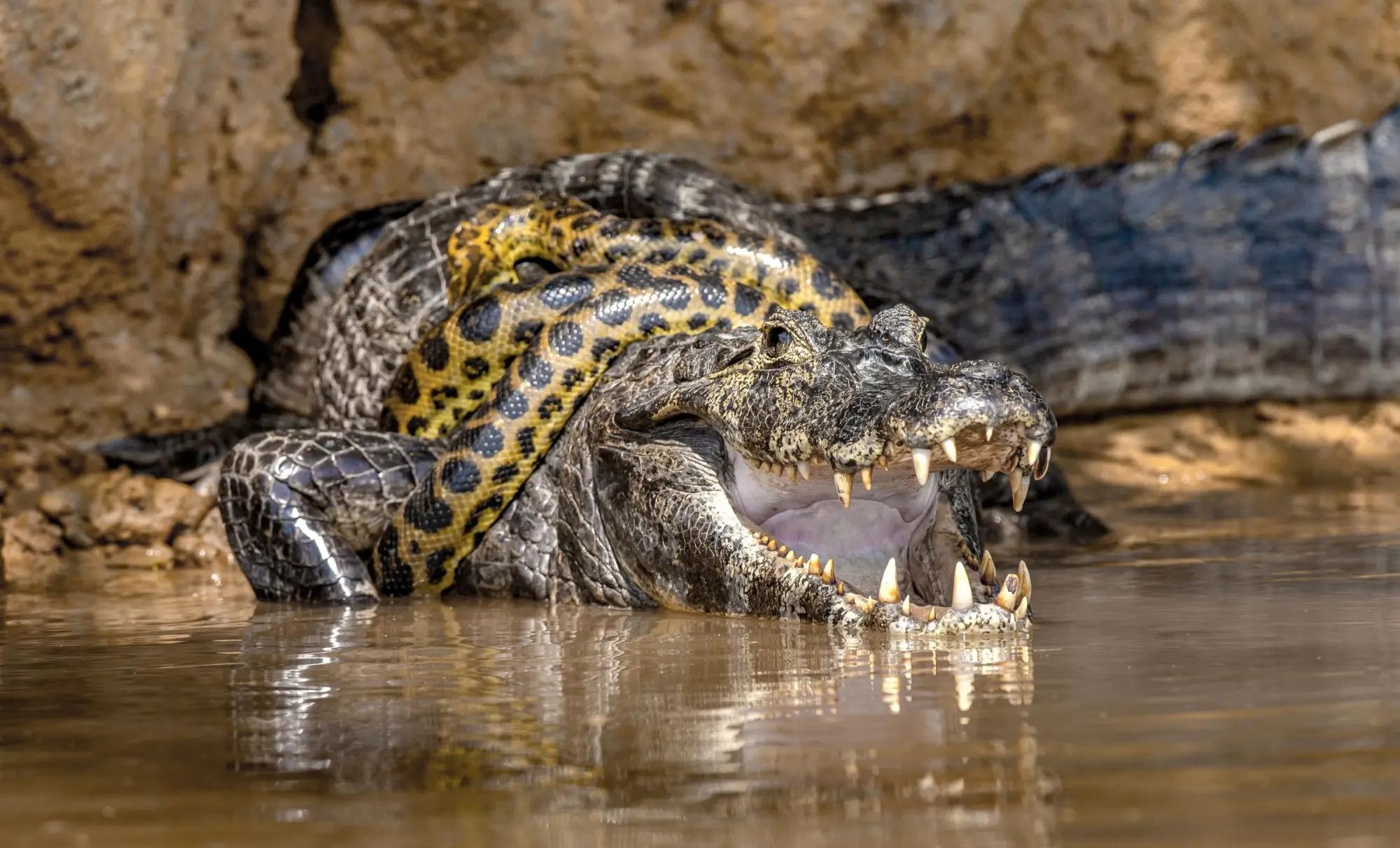 Anakonda omotaná okolo kajmana