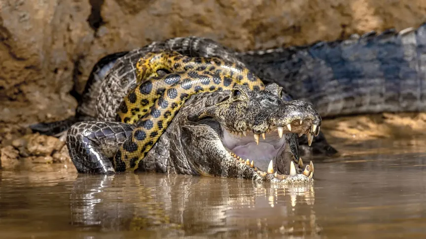 Anakonda omotaná okolo kajmana