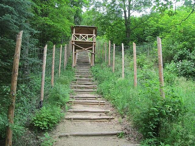 Schody hrůzy v Jáchymově vedoucí lesem u dolu Svornost