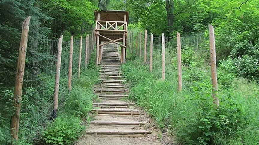 Schody hrůzy v Jáchymově vedoucí lesem u dolu Svornost