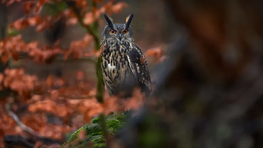 Obrázek ukazuje sovu, konkrétně výra velkého, který sedí na stromě. Je podzim, jelikož listy daného stromu jsou už oranžové/červené.
